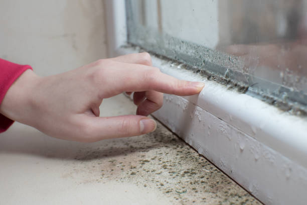 Best Black Mold Removal  in Woodmore, MD